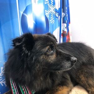 Meet your Posher, Abigail